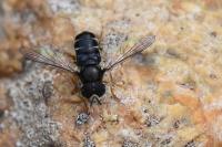Paragus pecchiolii