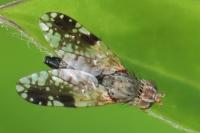 Tephritis neesii