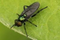 Actina chalybea