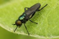 Actina chalybea