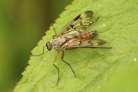 Rhagio scolopaceus
