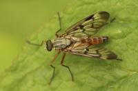 Rhagio scolopaceus
