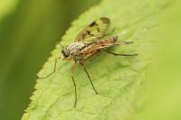 Rhagio scolopaceus