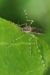 Culiseta annulata
