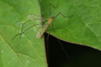 Limonia phragmitidis