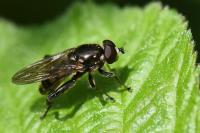 Chalcosyrphus nemorum