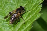 Chalcosyrphus eunotus