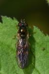 Melanostoma scalare