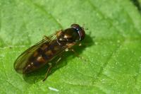 Melanostoma scalare