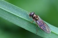 Melanostoma scalare