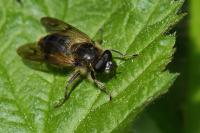 Chalcosyrphus eunotus