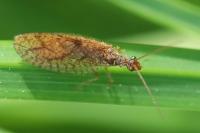 Micromus angulatus