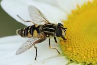 Helophilus pendulus