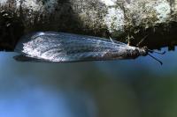 Myrmeleon formicarius