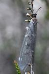 Myrmeleon formicarius