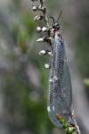 Myrmeleon formicarius
