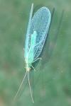 Chrysoperla
