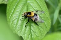 Volucella bombylans