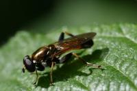 Xylota segnis