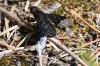 Hemipenthes morio