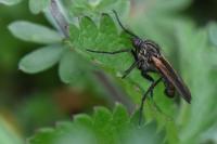 Empis tessellata