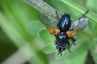 Zophomyia temula
