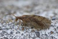 Micromus angulatus