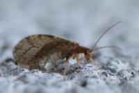 Micromus angulatus