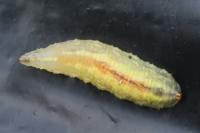 Syrphus