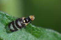 Urophora quadrifasciata