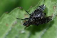 Platystoma seminationis