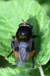 Volucella bombylans