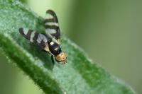 Urophora quadrifasciata
