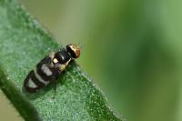 Urophora quadrifasciata