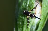 Urophora quadrifasciata