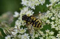 Myathropa florea