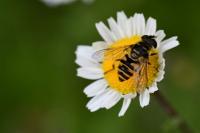 Myathropa florea