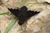 Hemipenthes morio