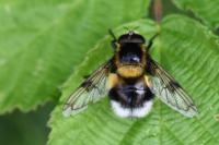 Volucella bombylans