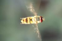 Episyrphus balteatus