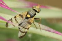 Urophora solstitialis