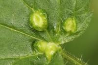 Dasineura urticae