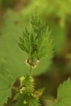Dasineura urticae