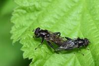 Chalcosyrphus nemorum