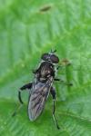 Chalcosyrphus nemorum