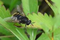 Stratiomys singularior