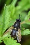 Stratiomys singularior