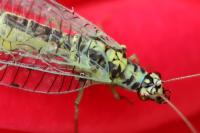 Chrysopa perla