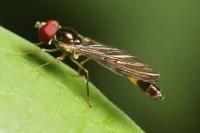 Baccha elongata