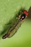 Baccha elongata